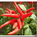 404-86-4 super capsaicin from GMP ISO HACCP certified manufacture